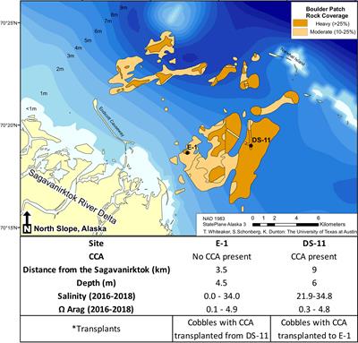 Physiological Responses of an Arctic Crustose Coralline Alga (Leptophytum foecundum) to Variations in Salinity